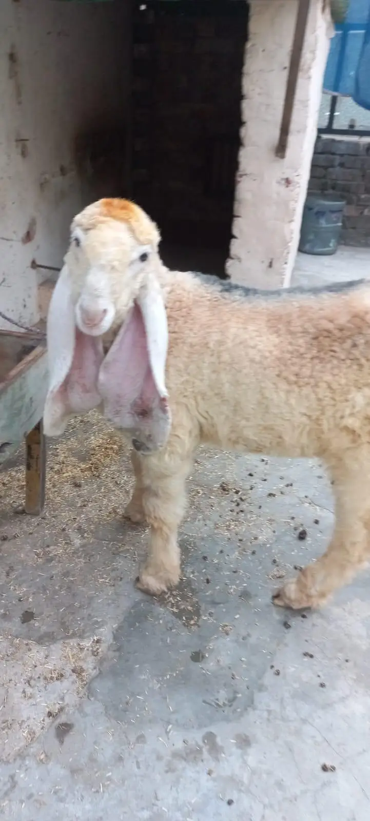 PURE KAJLA CHATRA AGE 3.5 MONTHS FOR URGENT SALE 03228002075 — photo 6