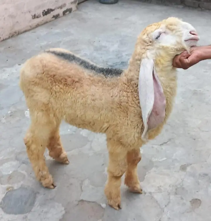 PURE KAJLA CHATRA AGE 3.5 MONTHS FOR URGENT SALE 03228002075 — photo 7