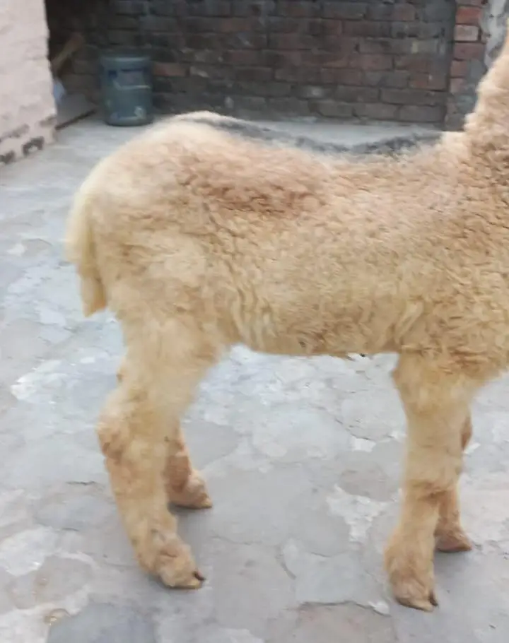 PURE KAJLA CHATRA AGE 3.5 MONTHS FOR URGENT SALE 03228002075 — photo 8