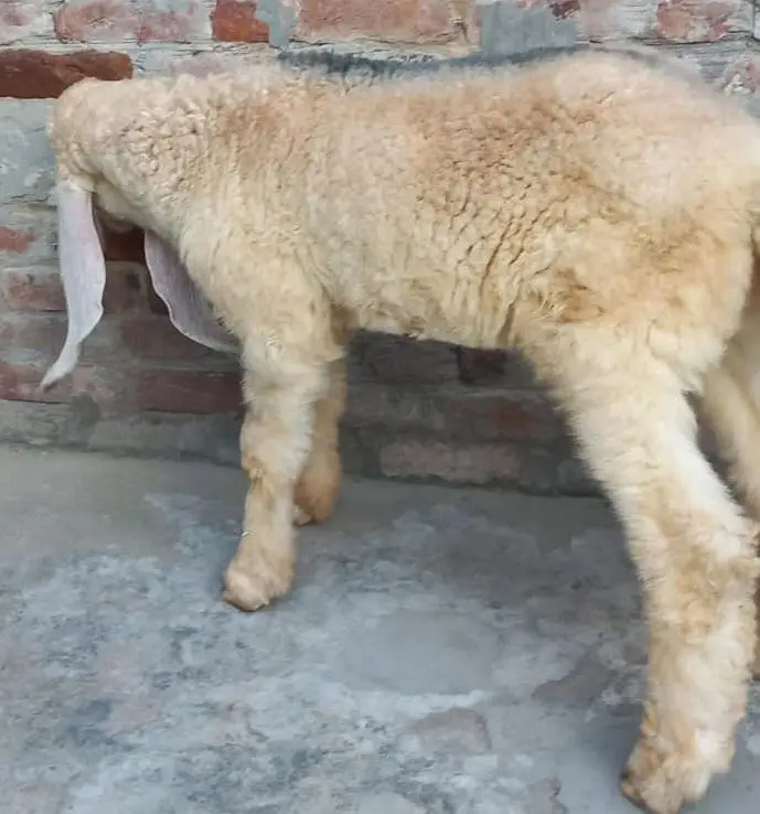 PURE KAJLA CHATRA AGE 3.5 MONTHS FOR URGENT SALE 03228002075 — photo 10