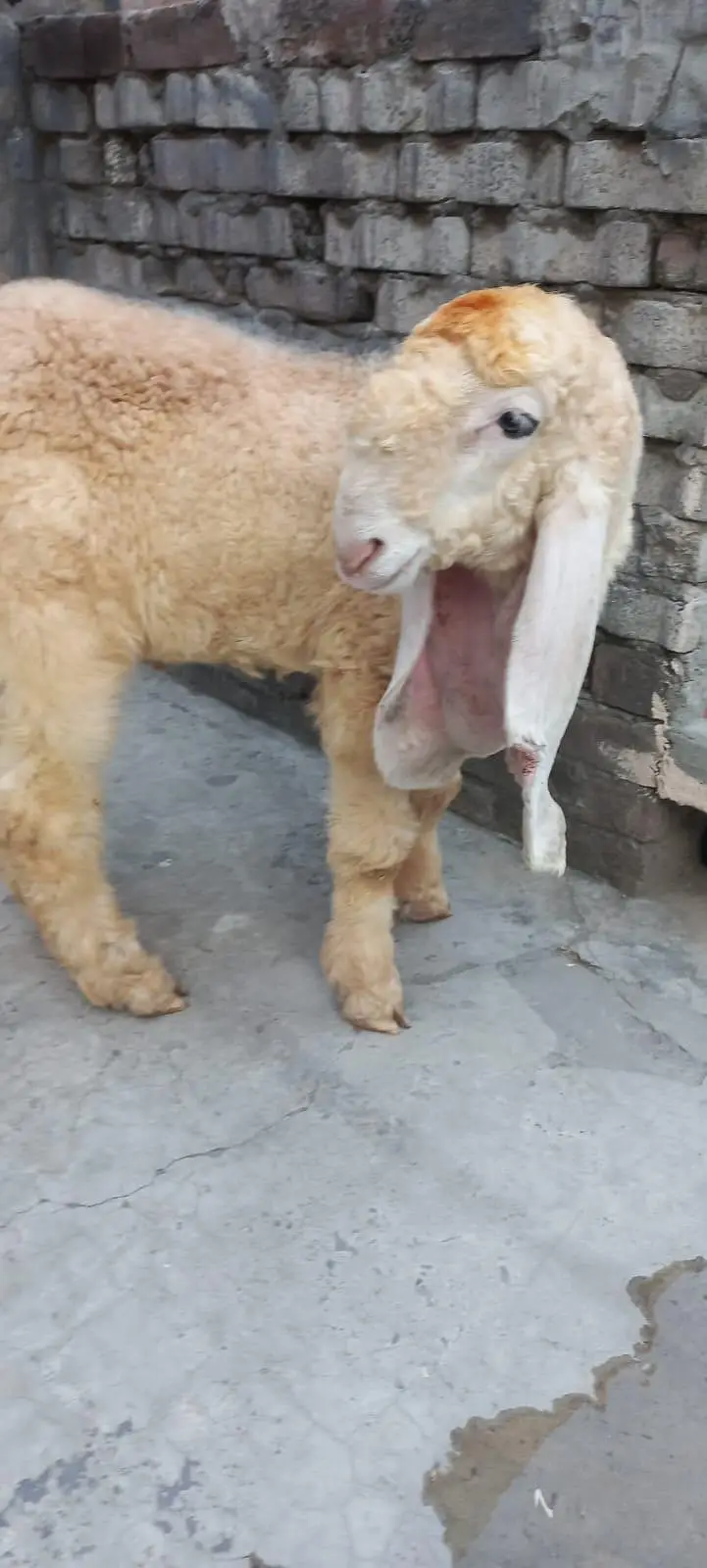 PURE KAJLA CHATRA AGE 3.5 MONTHS FOR URGENT SALE 03228002075 — photo 11