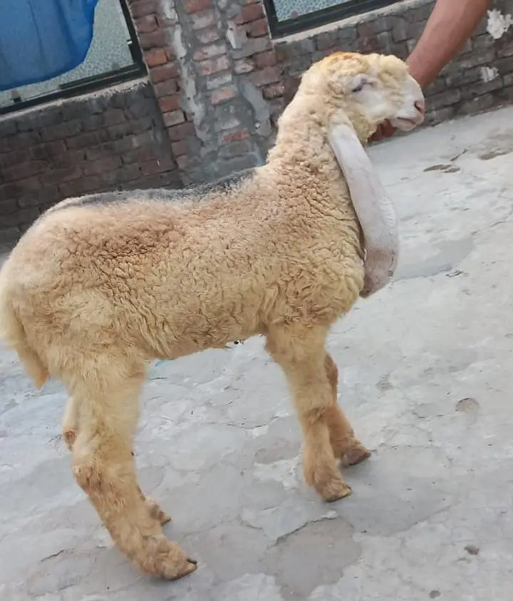 PURE KAJLA CHATRA AGE 3.5 MONTHS FOR URGENT SALE 03228002075 — photo 12