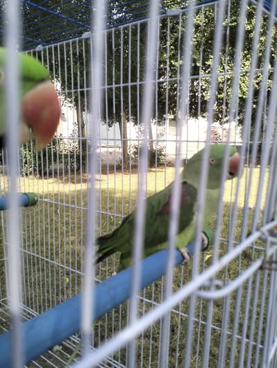 Confirmed Breeding Pair of Parrots for Sale - Guarantee Result