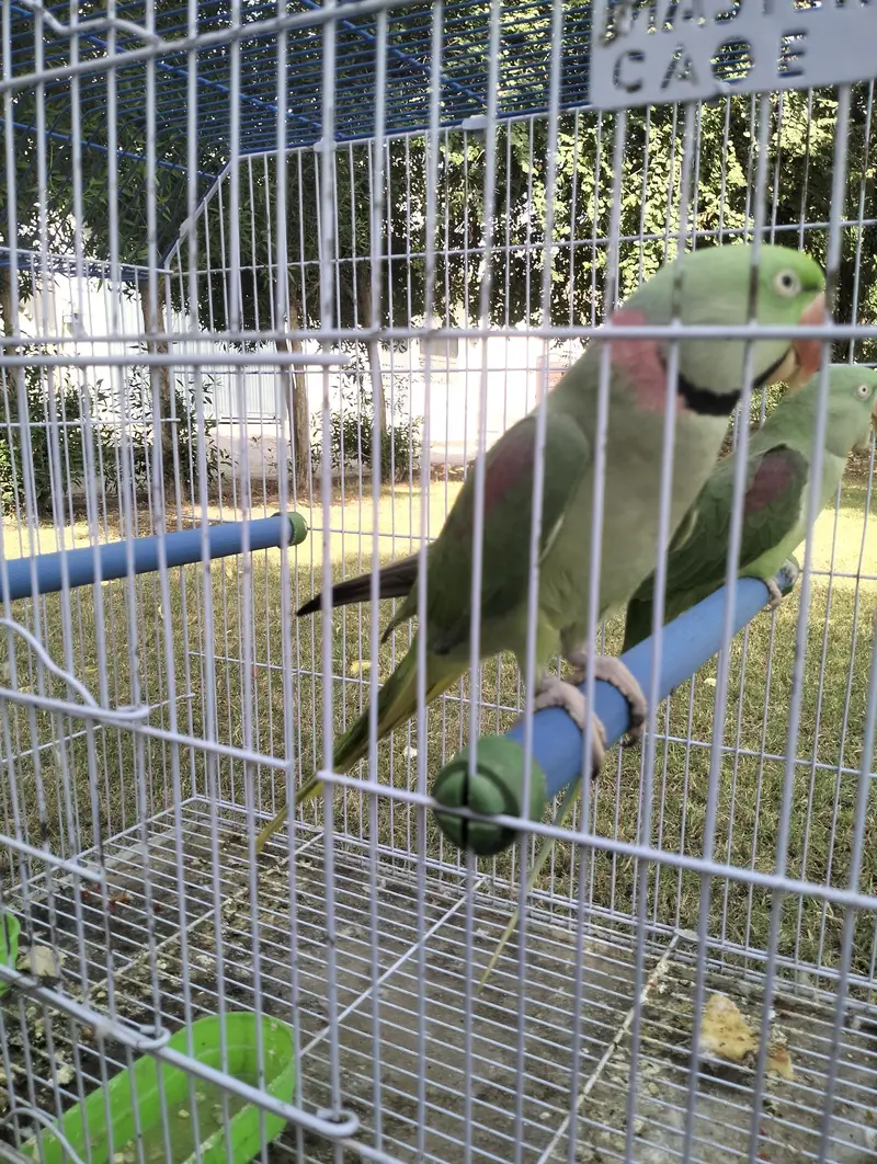 Confirmed Breeding Pair of Parrots for Sale - Guarantee Result — photo 2