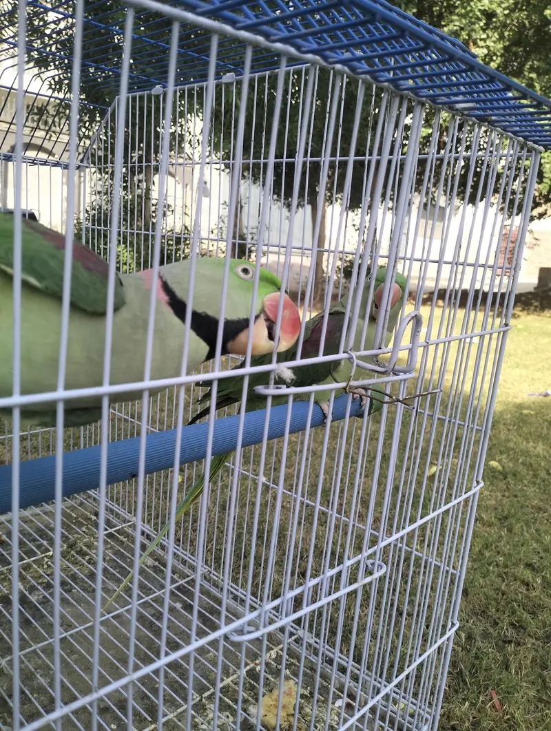 Confirmed Breeding Pair of Parrots for Sale - Guarantee Result — photo 3