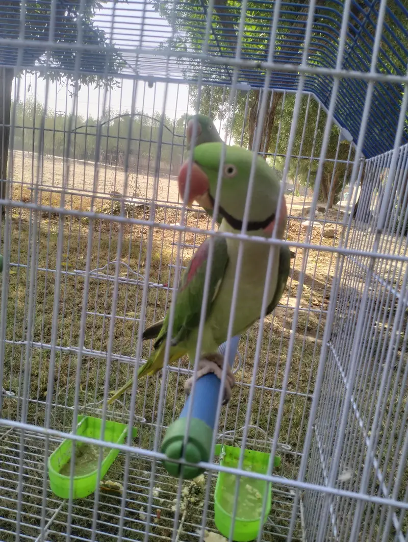 Confirmed Breeding Pair of Parrots for Sale - Guarantee Result — photo 4