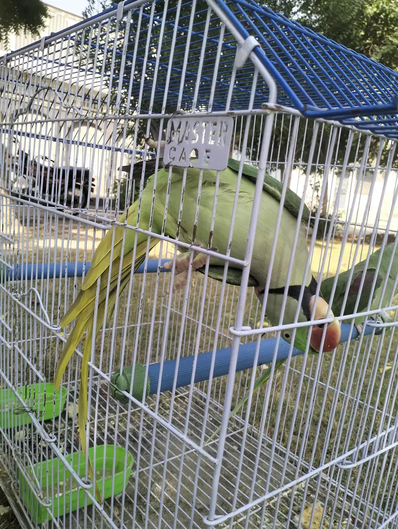 Confirmed Breeding Pair of Parrots for Sale - Guarantee Result — photo 5