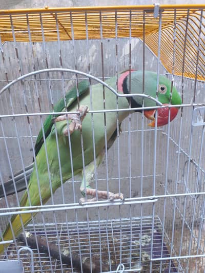 total bony wala for sale 03196607213