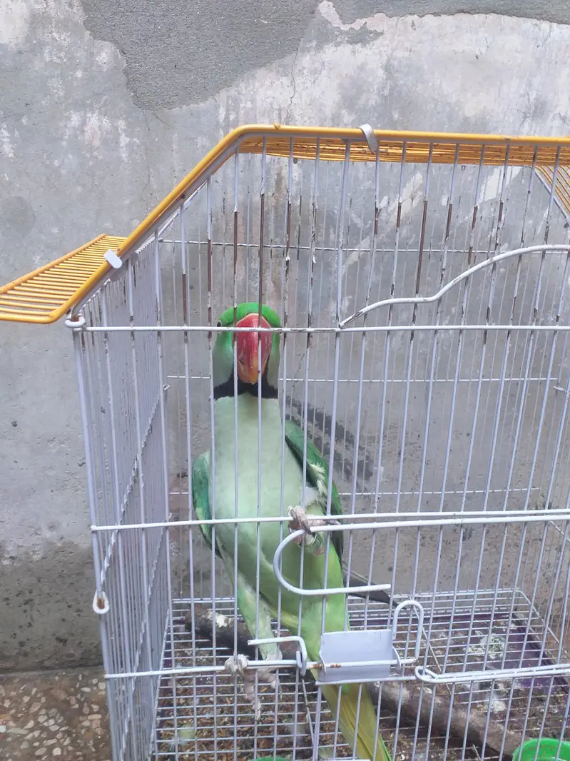 total bony wala for sale 03196607213 — photo 2