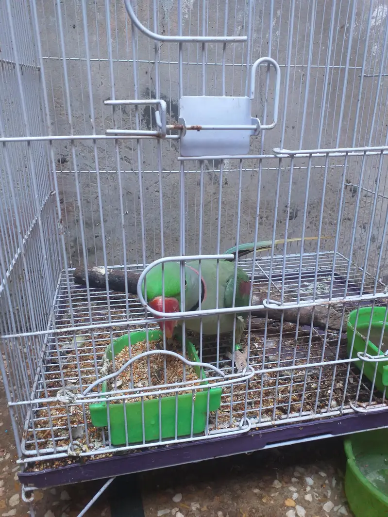 total bony wala for sale 03196607213 — photo 3
