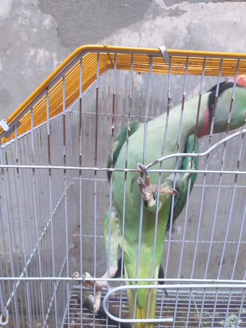 total bony wala for sale 03196607213 — photo 4