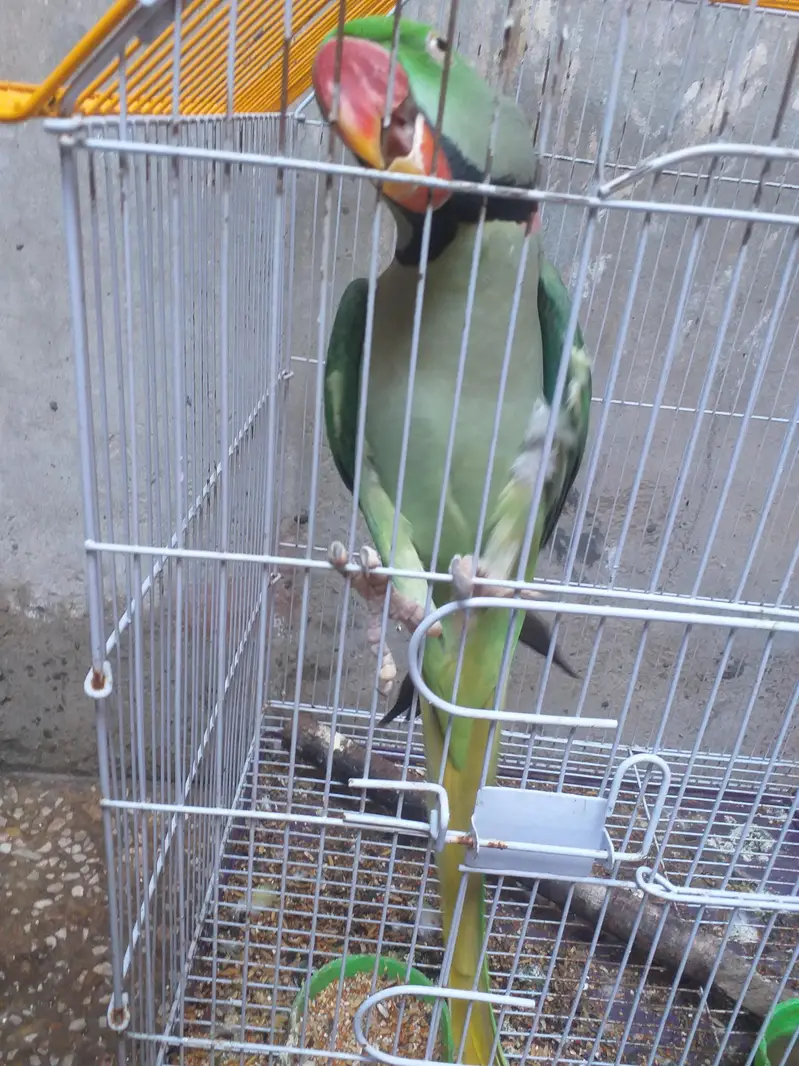 total bony wala for sale 03196607213 — photo 5