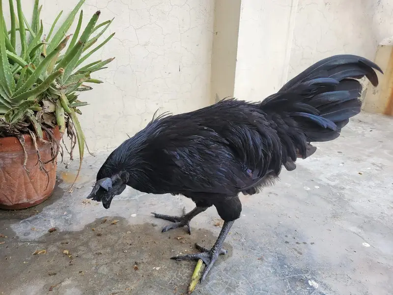 Ayam Cemani hen — photo 2