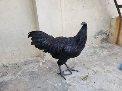 Ayam Cemani hen