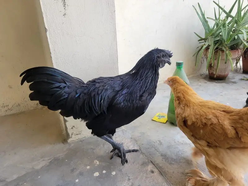 Ayam Cemani hen — photo 4
