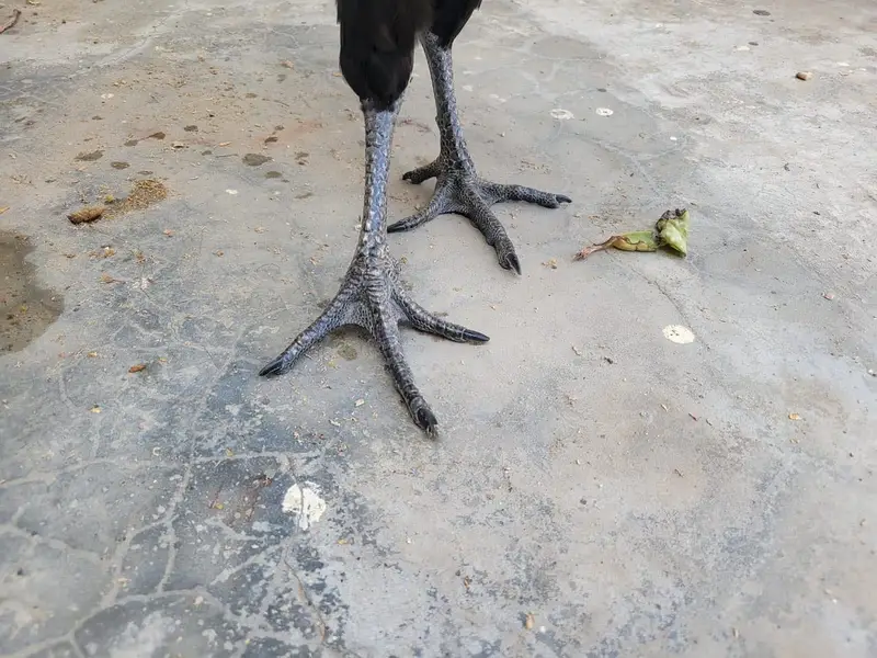 Ayam Cemani hen — photo 5