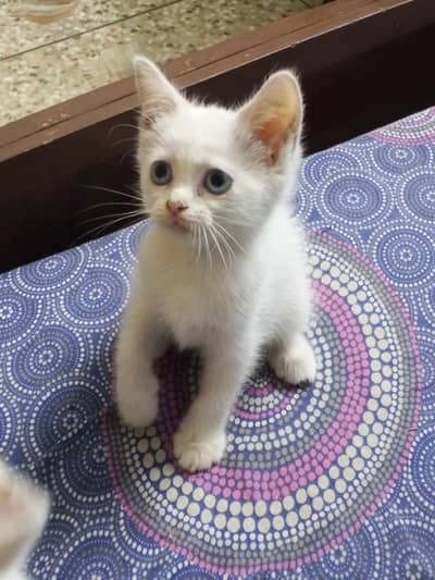 blue eyed 2 month old semi Persian kitten