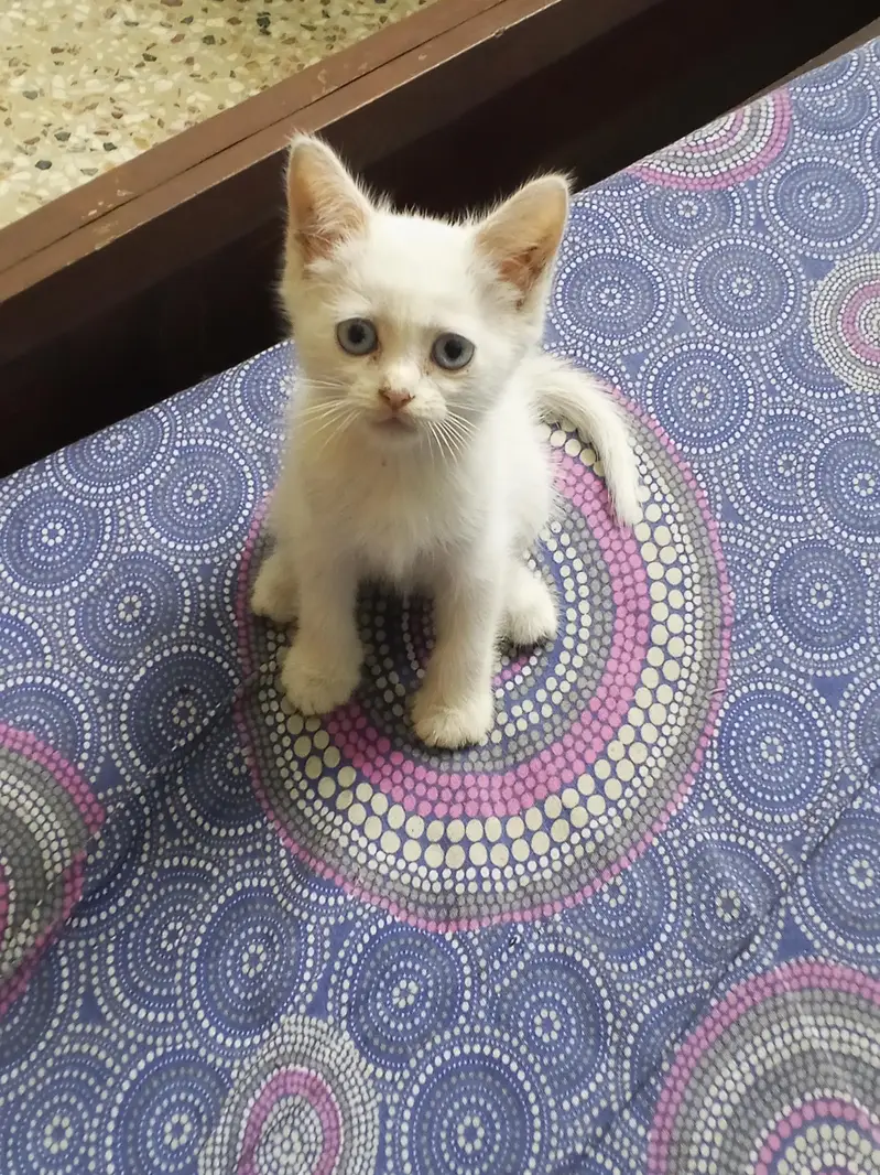 blue eyed 2 month old semi Persian kitten — photo 2