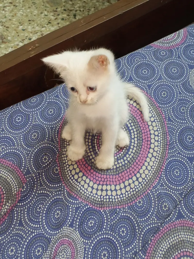 blue eyed 2 month old semi Persian kitten — photo 3