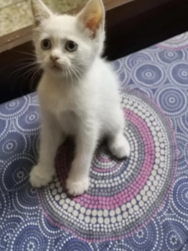 blue eyed 2 month old semi Persian kitten — photo 4