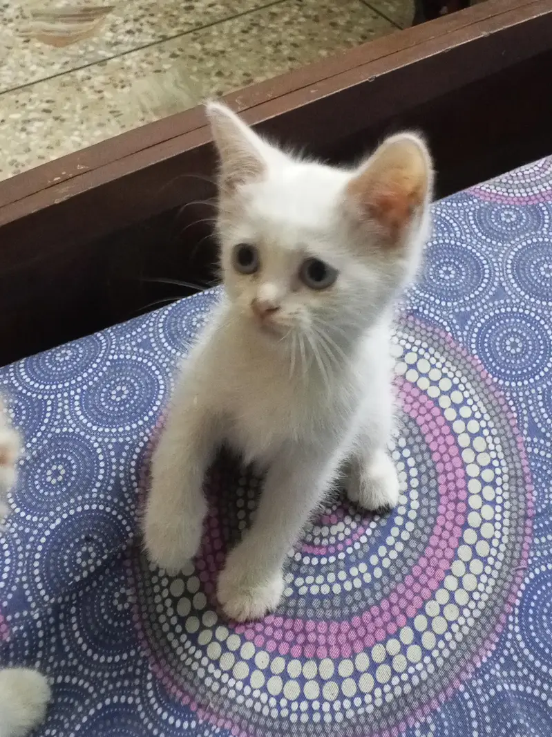 blue eyed 2 month old semi Persian kitten — photo 5