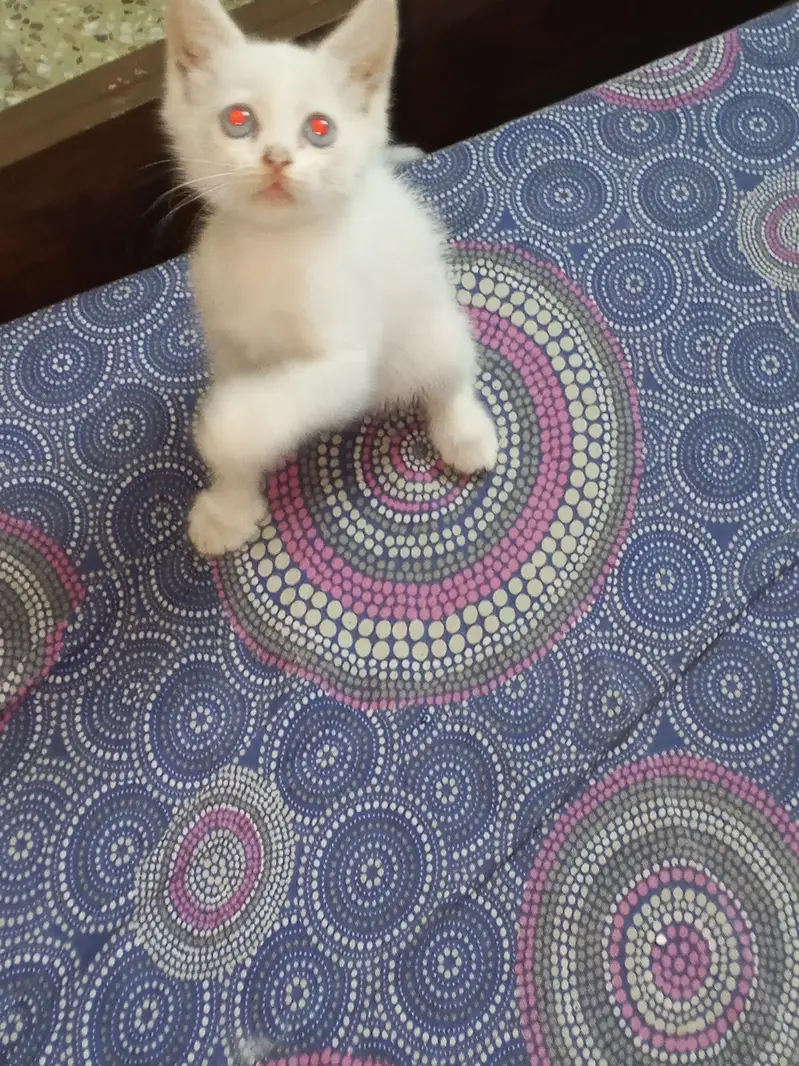 blue eyed 2 month old semi Persian kitten — photo 6