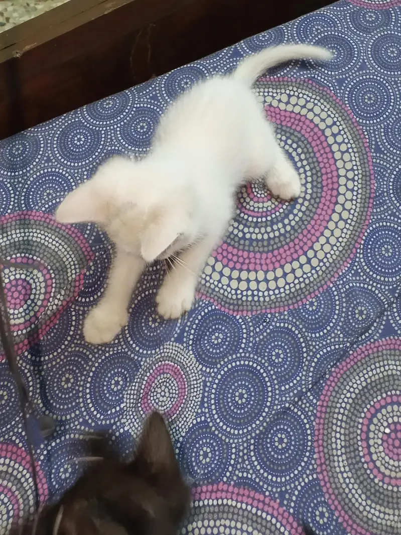 blue eyed 2 month old semi Persian kitten — photo 7