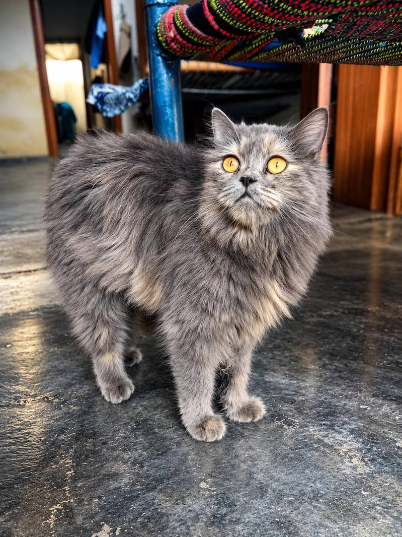peesion cat 0