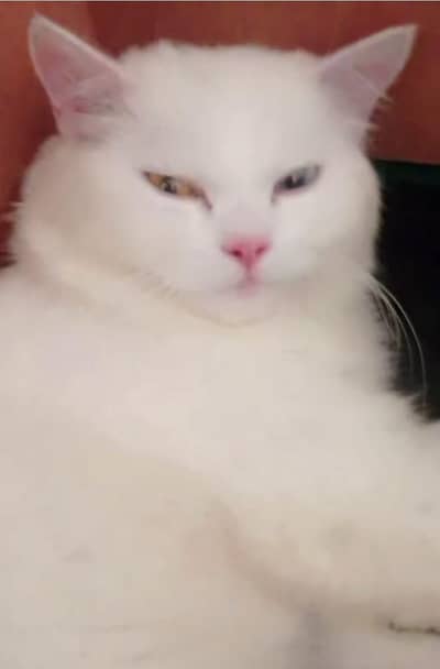 Triple coated femle kitten white and blacky