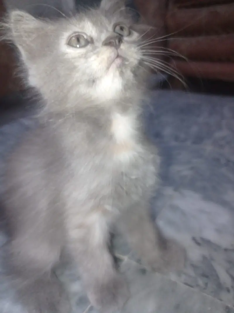 Triple coated femle kitten white and blacky — photo 2