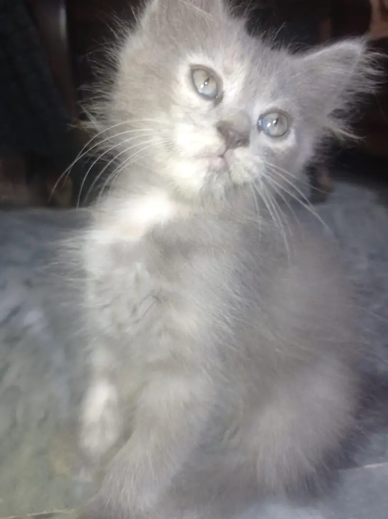 Triple coated femle kitten white and blacky — photo 3