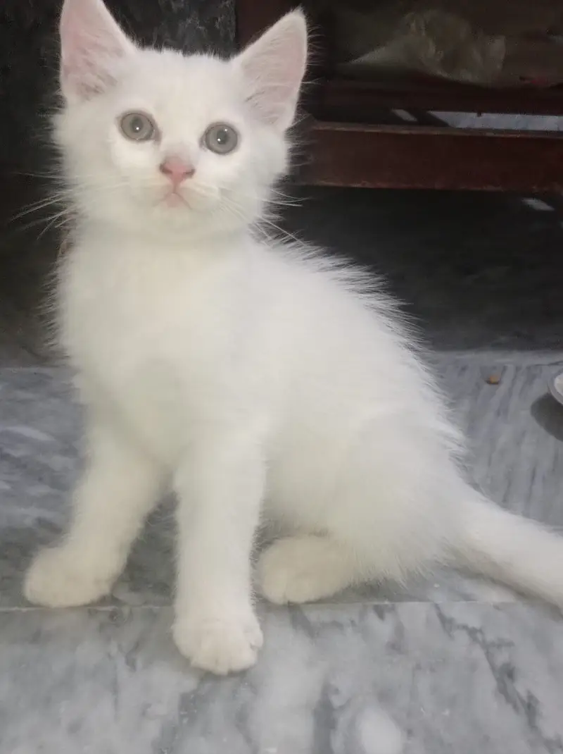 Triple coated femle kitten white and blacky — photo 4
