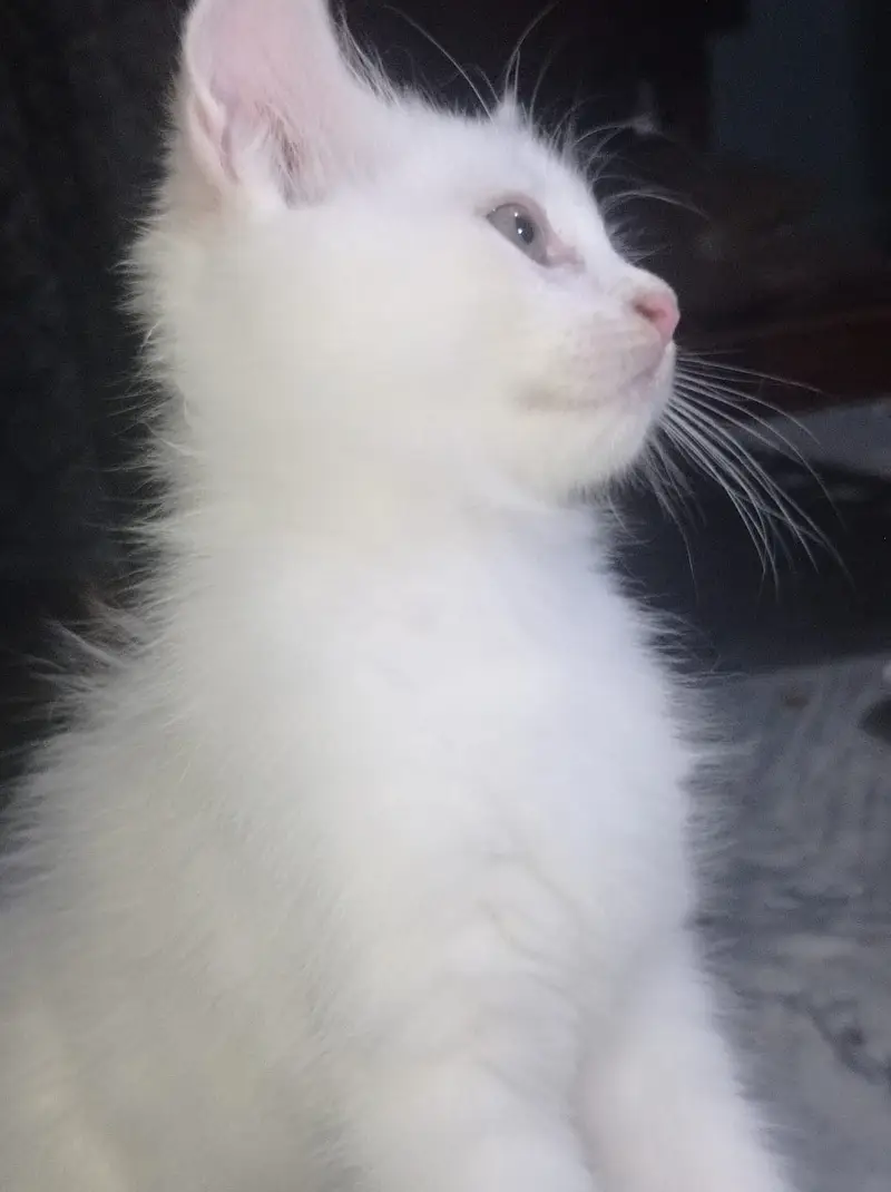 Triple coated femle kitten white and blacky — photo 5