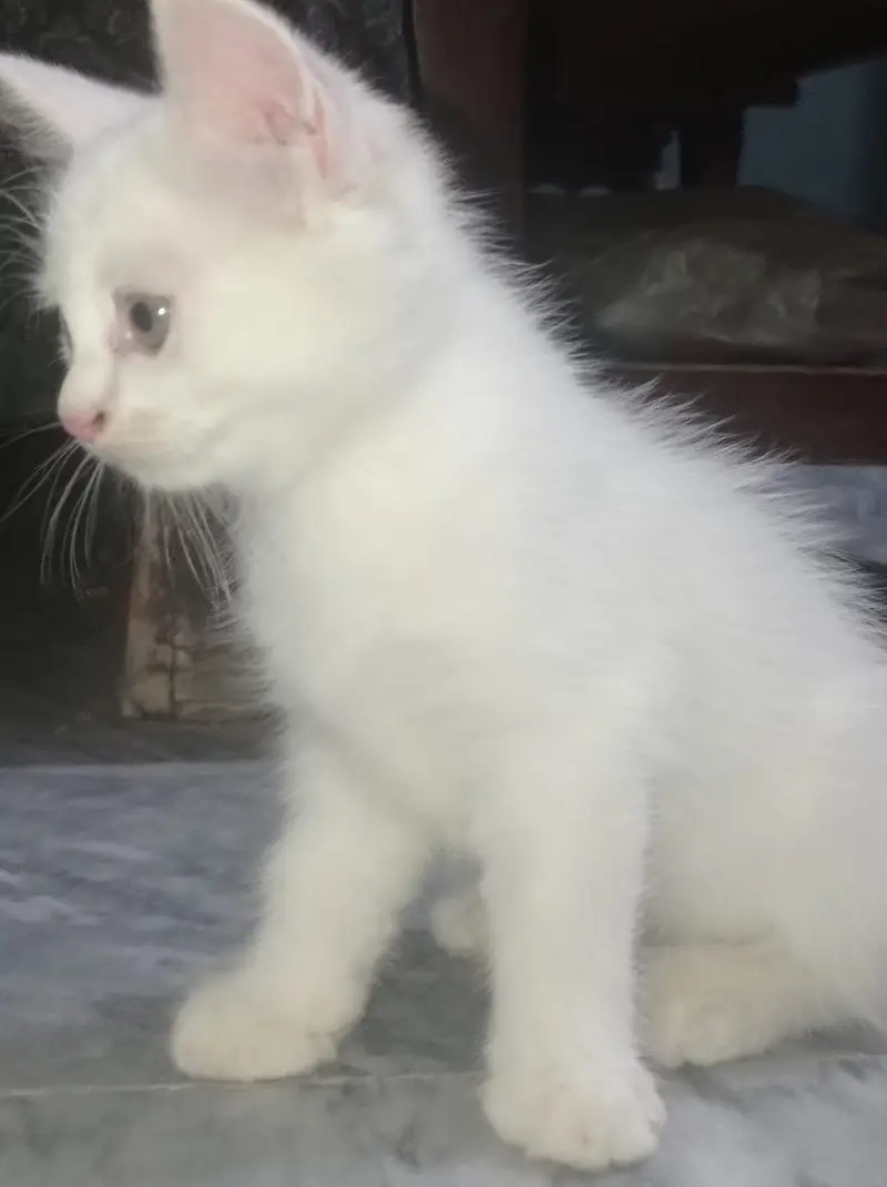 Triple coated femle kitten white and blacky — photo 6