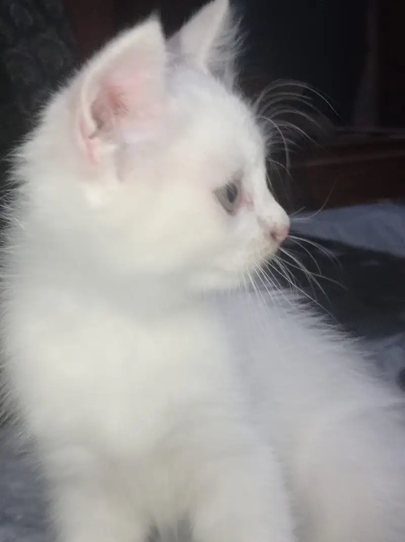 Triple coated femle kitten white and blacky — photo 8