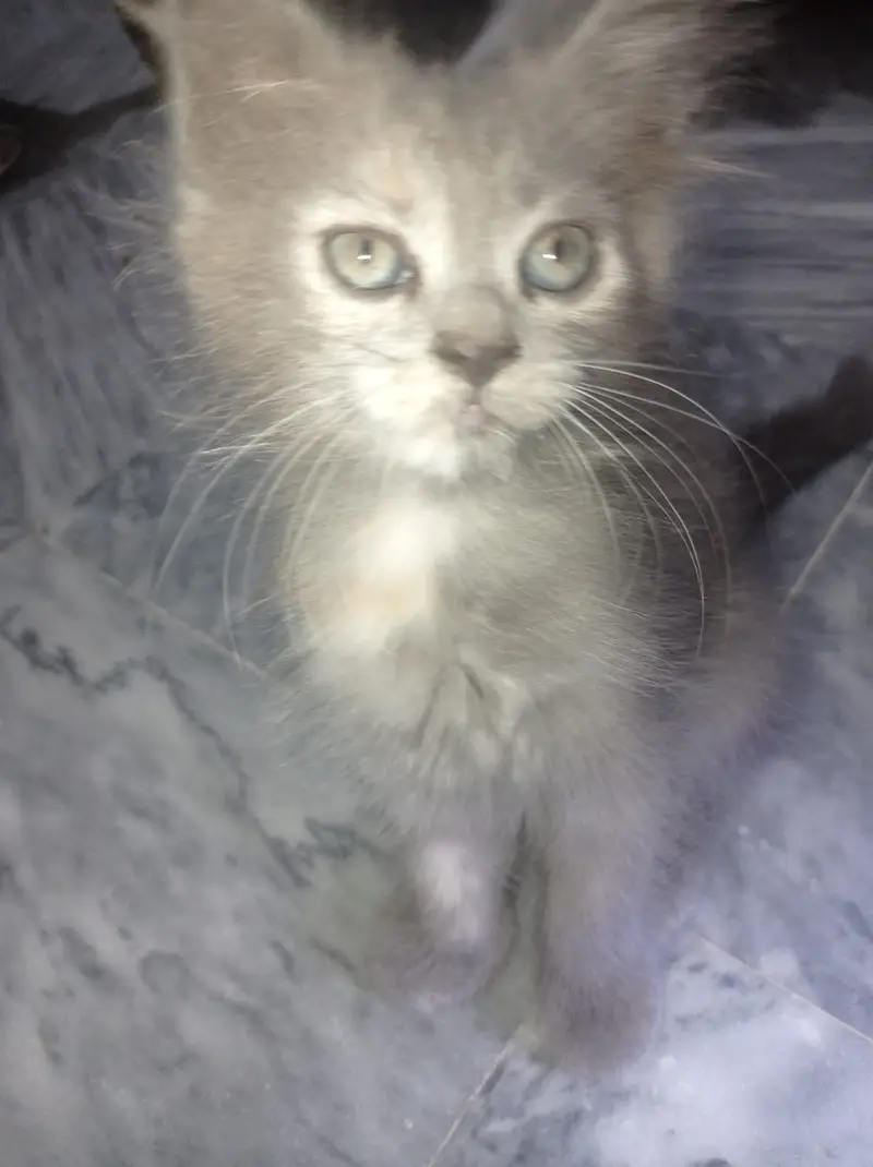 Triple coated femle kitten white and blacky — photo 9
