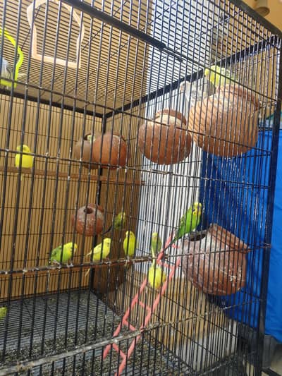 pairs and baby and eggs