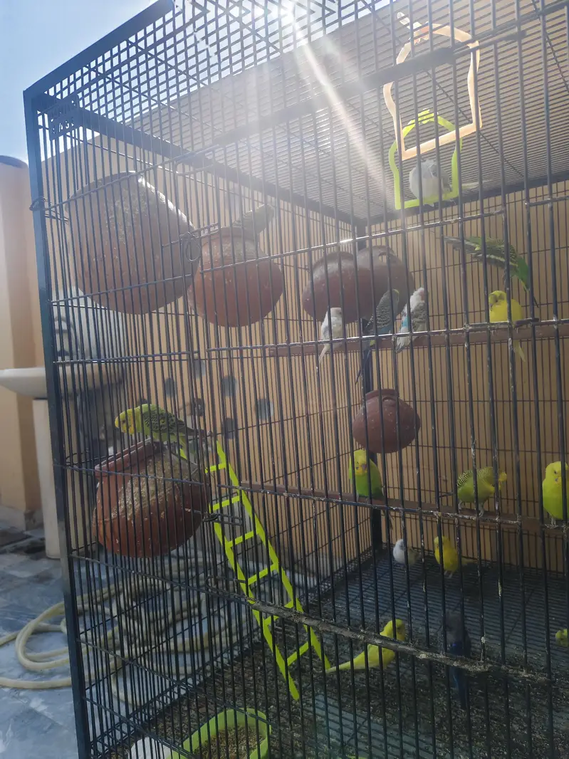 pairs and baby and eggs — photo 2