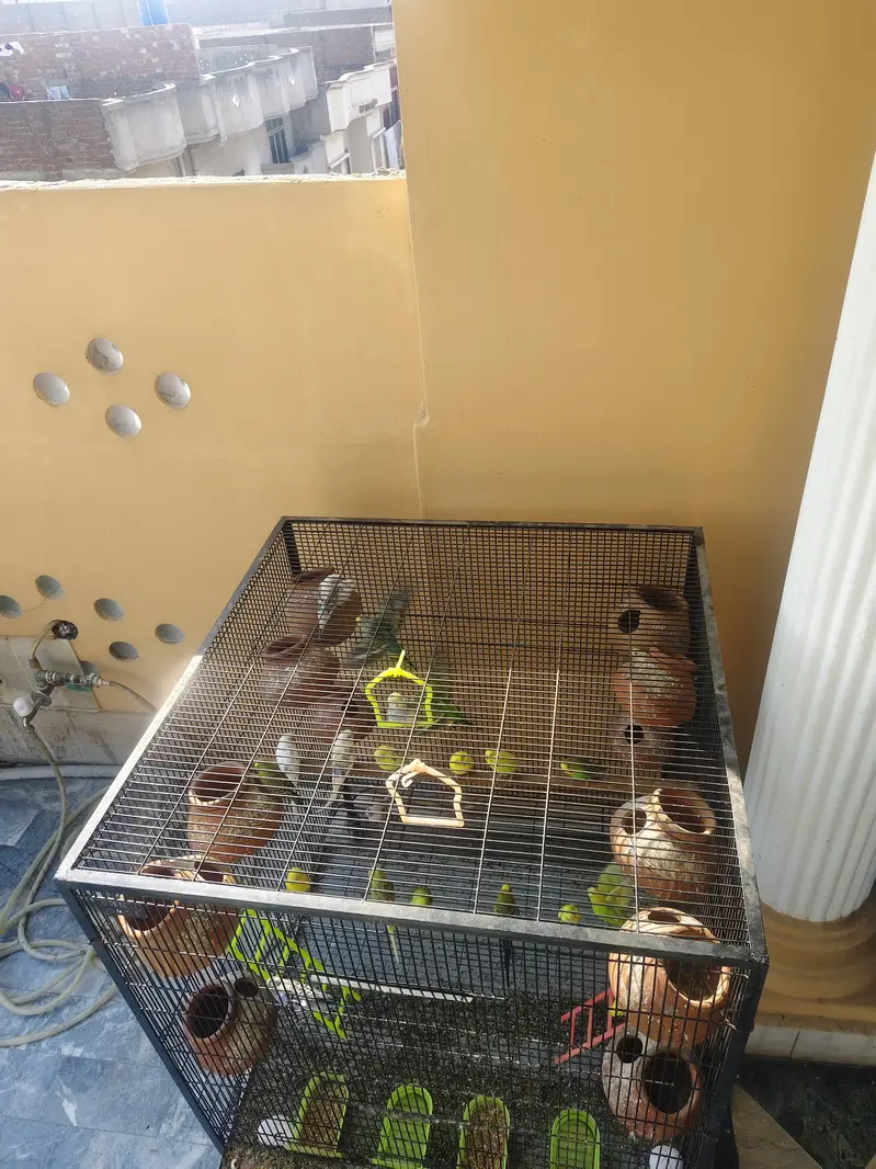 pairs and baby and eggs — photo 5