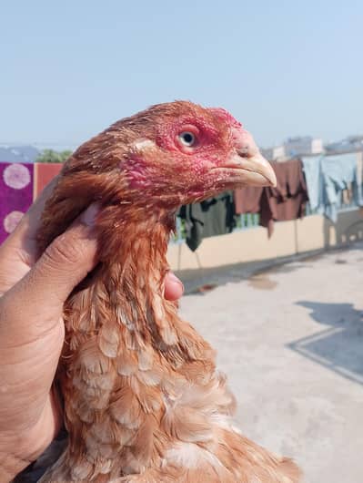 aseel maiwali murgi