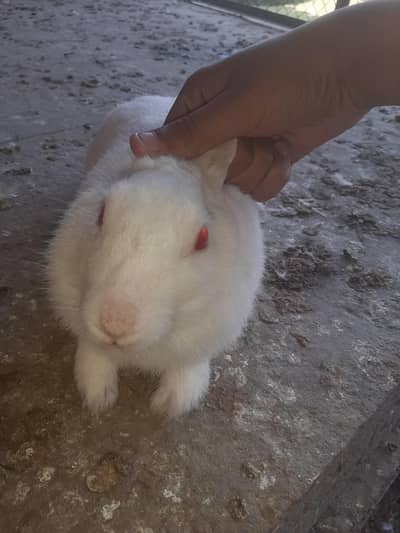 Male Female rabbit pair available for sale