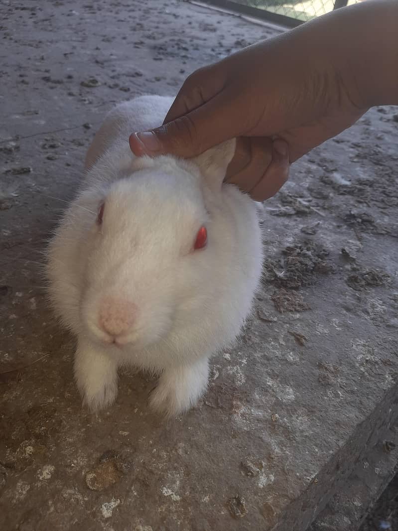 Male Female rabbit pair available for sale - Rabbits - 1120848958