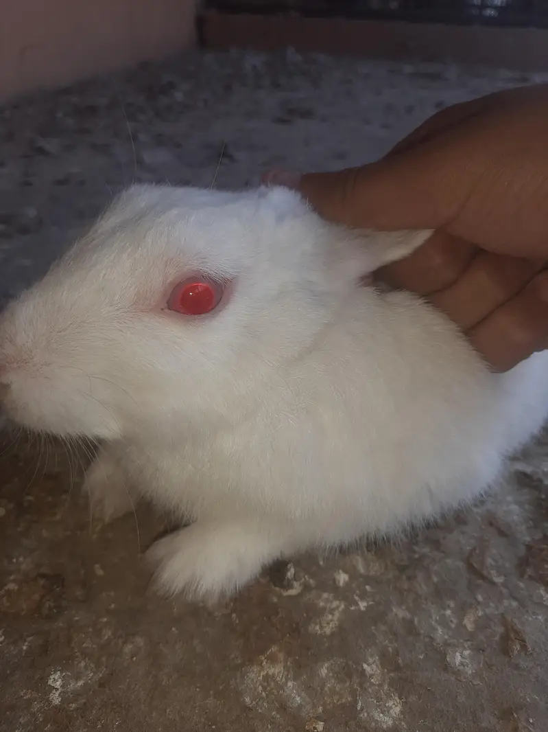 Male Female rabbit pair available for sale — photo 2
