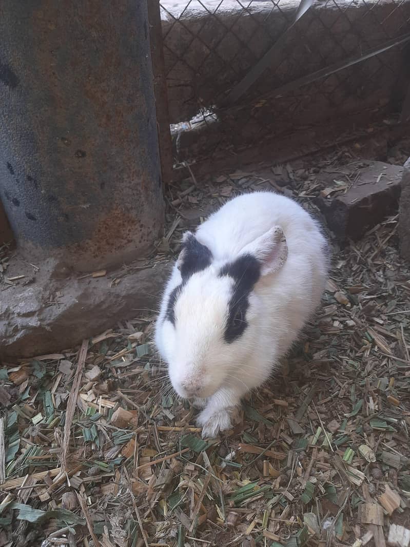 Male Female rabbit pair available for sale - Rabbits - 1120848958