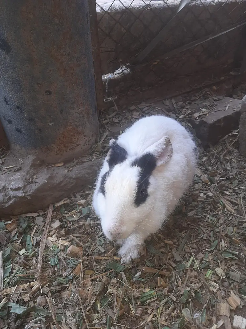 Male Female rabbit pair available for sale — photo 3