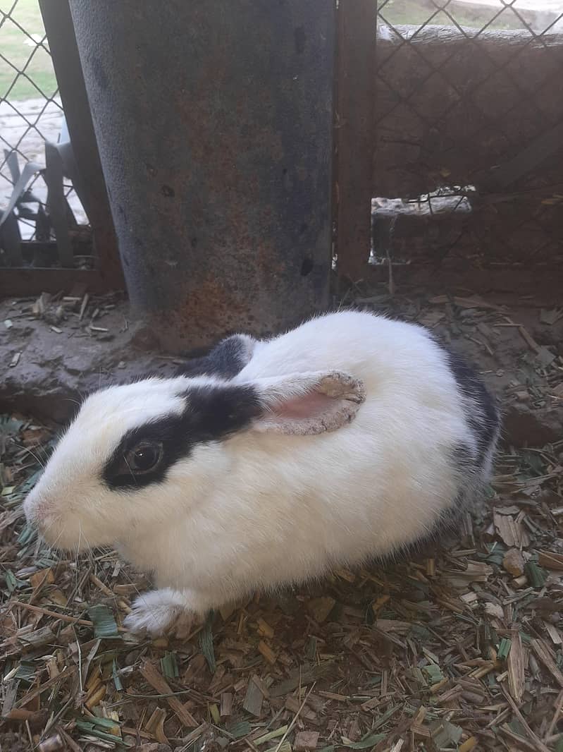 Male Female rabbit pair available for sale - Rabbits - 1120848958