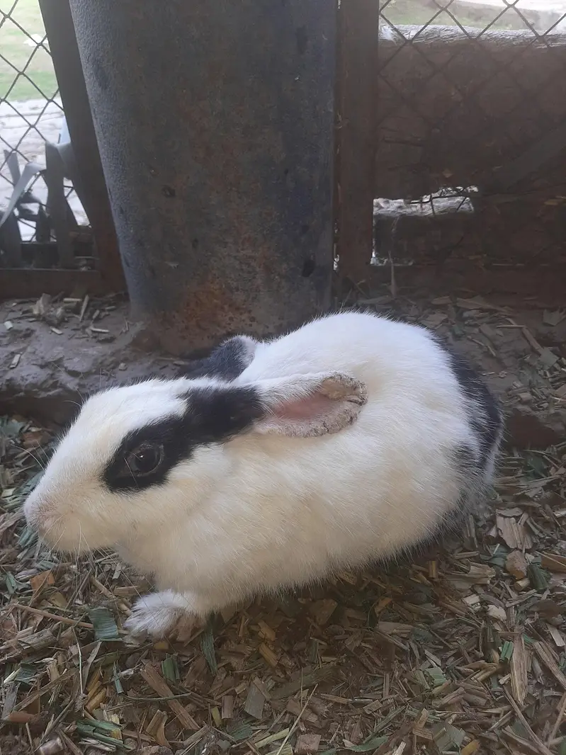 Male Female rabbit pair available for sale — photo 4