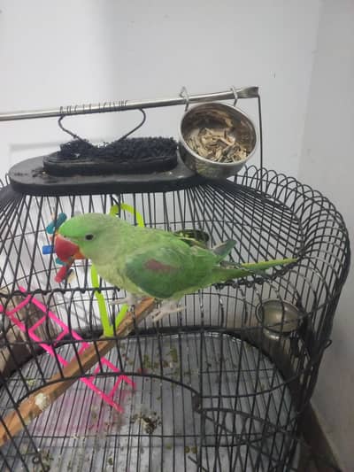 Raw parrot hand tame