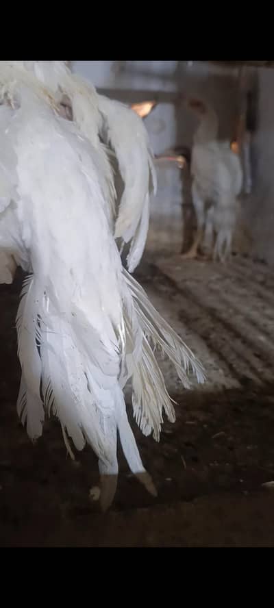 parrot beak long tail aseel pair
