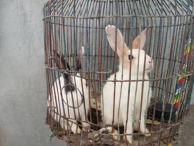 Rabbit babies